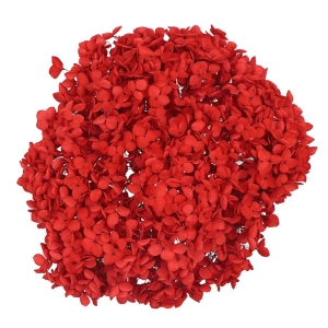 Red Dried Hydrangea | Wholesale Flowers